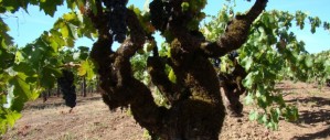 historic vineyard old vines