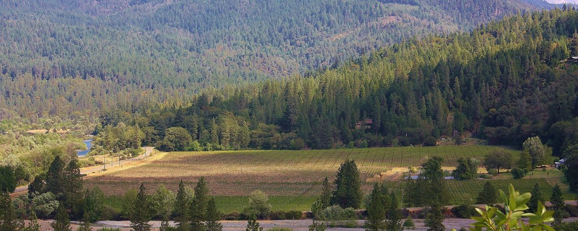 Merlo Family Vineyards