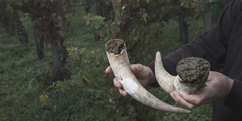 Biodynamic Horns