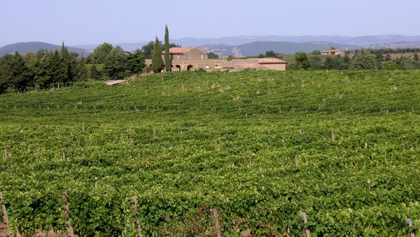 vigneto-poggio3